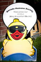 NVHSDuckRace2012-12