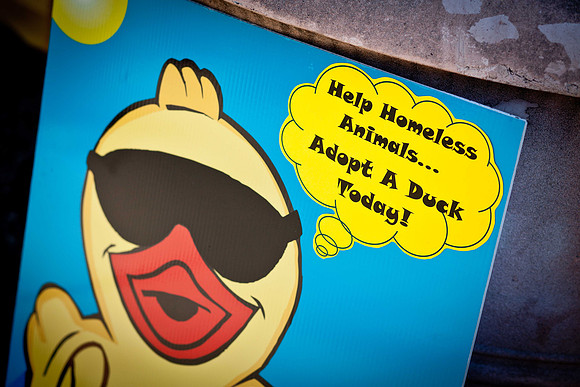 NVHSDuckRace2012-14