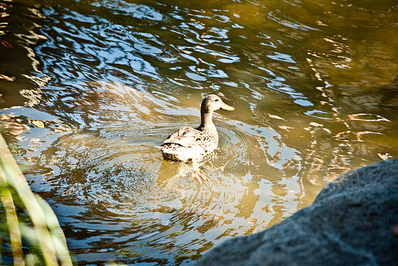 NVHSDuckRace2012-250