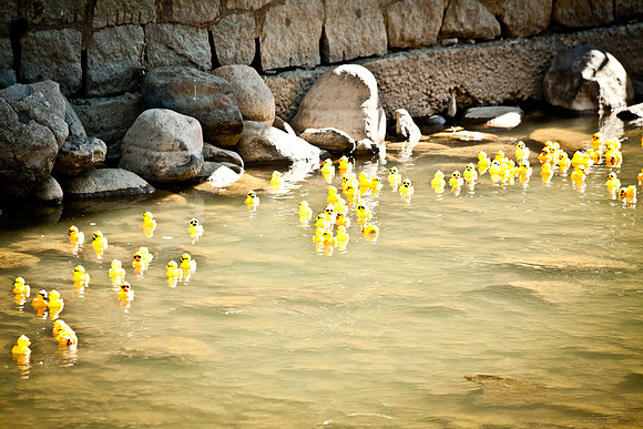NVHSDuckRace2012-259