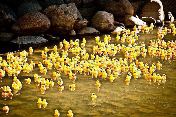 NVHSDuckRace2012-262