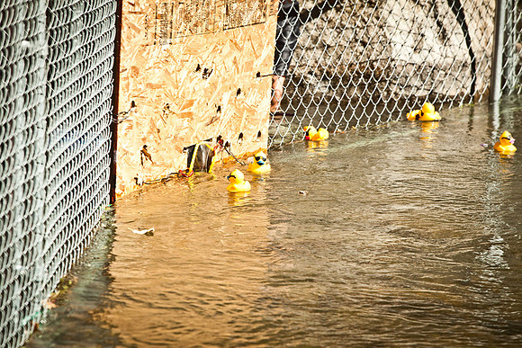 NVHSDuckRace2012-267