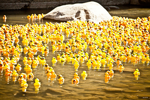 NVHSDuckRace2012-273