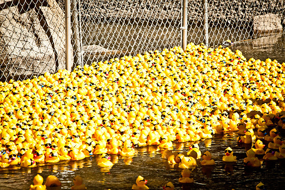 NVHSDuckRace2012-275