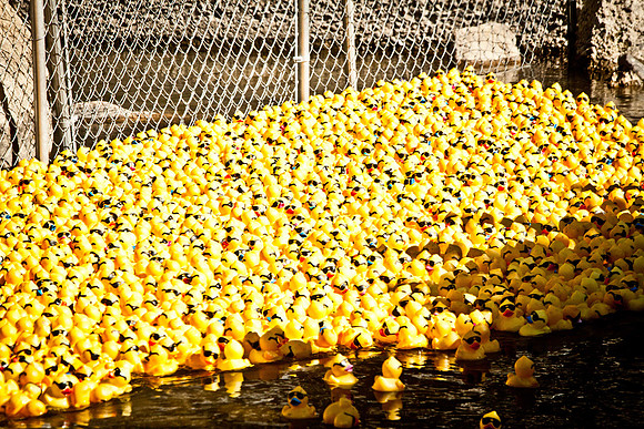 NVHSDuckRace2012-277