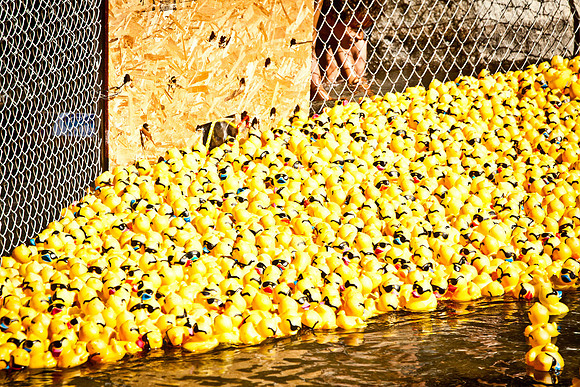 NVHSDuckRace2012-278
