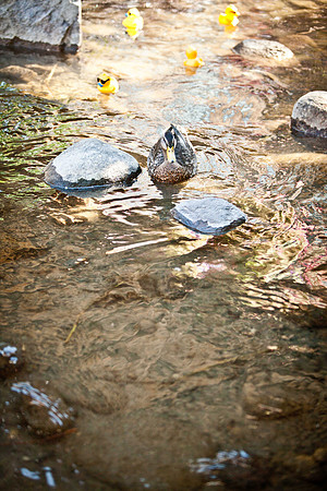 NVHSDuckRace2012-285